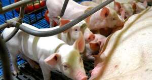 La Nación / Productores porcinos piden políticas públicas ante bonanza económica en el sector