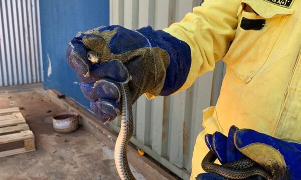 Bomberos rescatan culebra en Minga Guazú