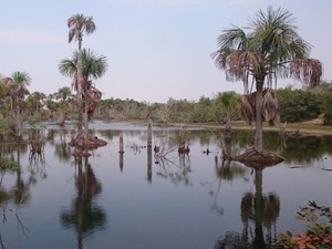 Pantanal pasará por su peor sequía este año, dicen expertos del Brasil - La Tribuna