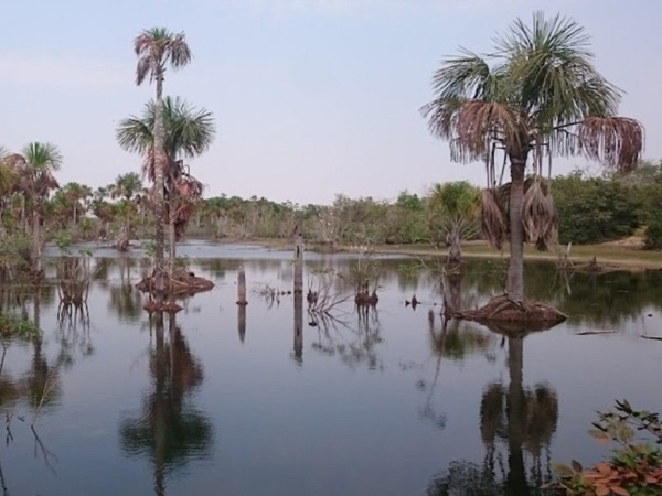 Pantanal pasará por su peor sequía este año, dicen expertos del Brasil - La Tribuna