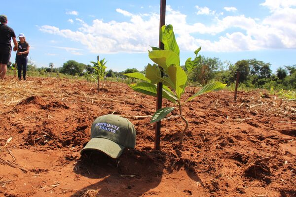 3.700 nuevos árboles nativos se sumaron a octava edición de Paraguay Planta - Unicanal