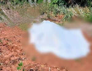 Iba en busca de miel: hombre fallece tras sufrir ataque de enjambre de abejas