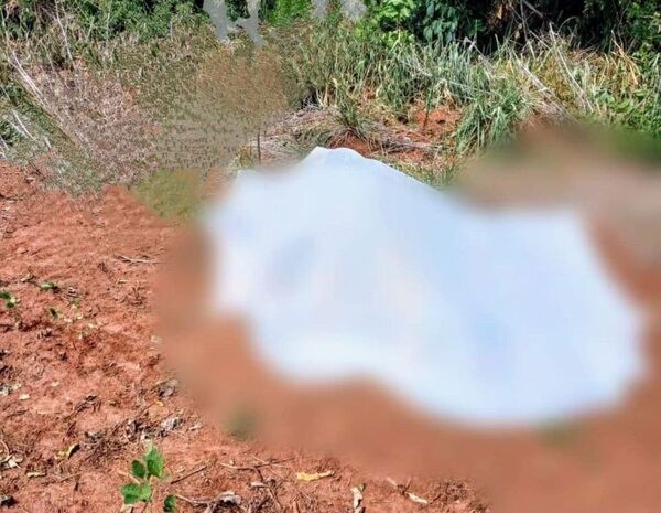Iba en busca de miel: hombre fallece tras sufrir ataque de enjambre de abejas