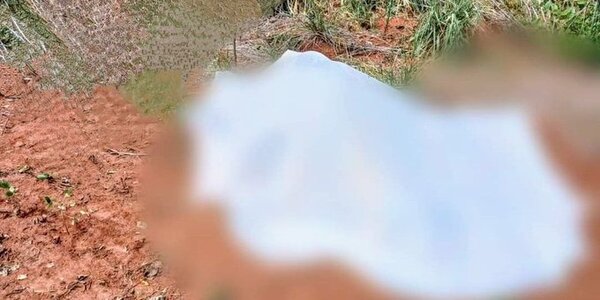 Iba en busca de miel: hombre fallece tras sufrir ataque de enjambre de abejas