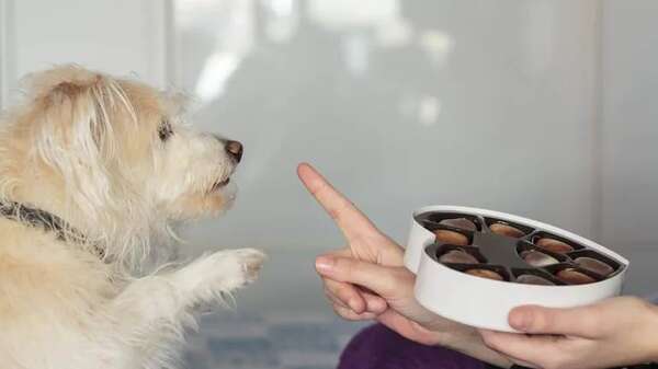 Mascotas de cara a la Semana Santa y la Pascua: El chocolate es toxico para los perros - Mascotas - ABC Color
