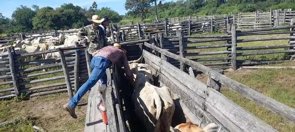 Se acercan a la meta, tras prorroga de vacunación contra la aftosa en el Alto Paraguay - Noticias del Chaco - ABC Color