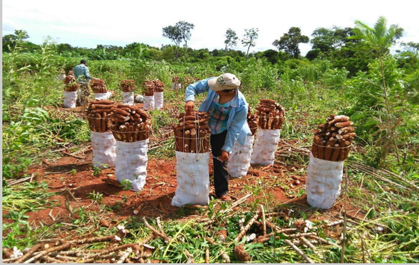 Gobierno anuncia provisión de mandioca a centros penitenciarios para contribuir con la economía campesina - .::Agencia IP::.