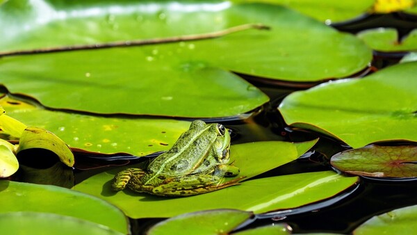 Estudio revela que las ranas hembra guiñan el ojo a los machos para coquetear