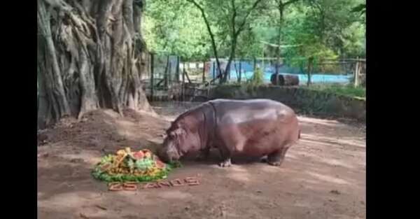 Video: así celebraron los 25 años de “Rayito de Sol”, el hipopótamo del Zoológico de Asunción - Soy un viral - ABC Color
