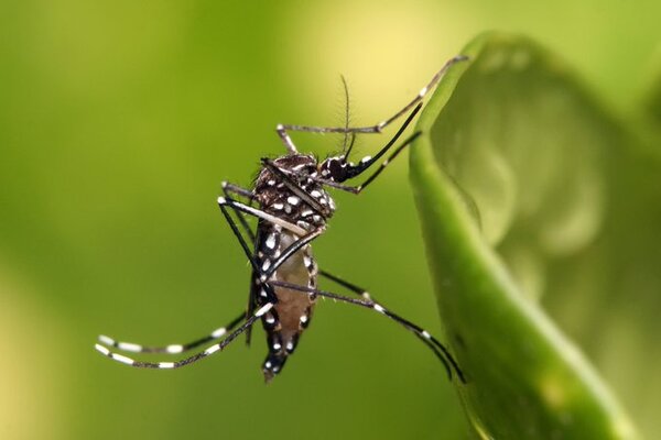 Marcado descenso de casos de dengue en las últimas semanas, reporta Vigilancia de la Salud