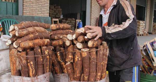 La Nación / Proveerán de mandioca a centros penitenciarios