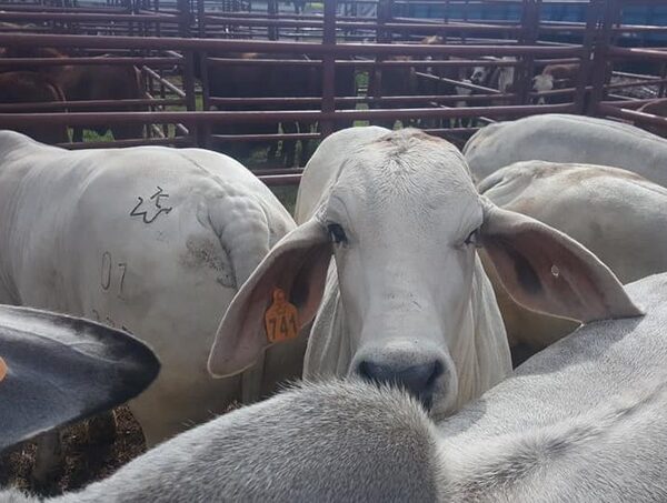 Agroganadera reporta pérdidas millonarias por robo de ganado en Caazapá · Radio Monumental 1080 AM