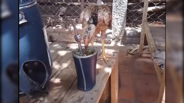 Polli, la mascota plumífera amante del asado y el tereré