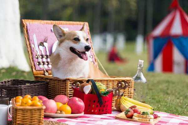 Disfrutá de tiempo de calidad con tu perro esta Semana Santa: actividades para disfrutar y recordar - Mascotas - ABC Color