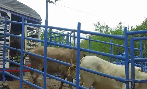 Veterinario explica los métodos de bienestar animal en el momento del sacrificio - Megacadena - Diario Digital