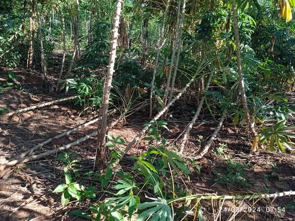Temporal causó estragos en cultivos de mandioca en zonas rurales