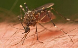 Alto Paraná: cifra oficial de afectados por Dengue asciende a 1.962