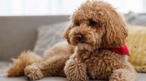 Cómo eliminar el olor a perro de la casa - Mascotas - ABC Color