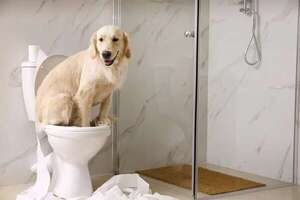 ¿Tu perro orina dentro de la casa? Seguí estos tips para entrenarlo - Mascotas - ABC Color