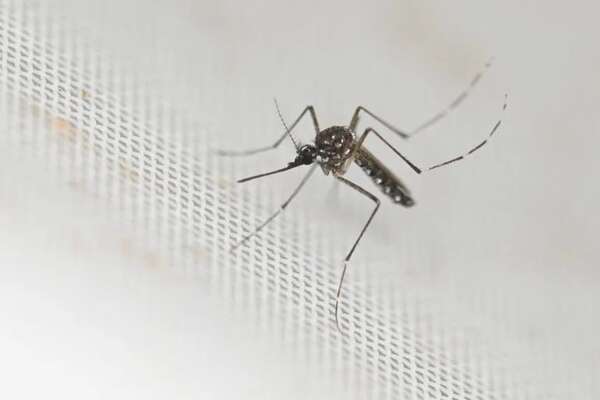 OPS: se espera la peor temporada de dengue en la historia en América Latina - Mundo - ABC Color