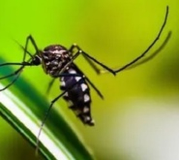 Advierten peor temporada de dengue en la historia de América Latina - Paraguay.com
