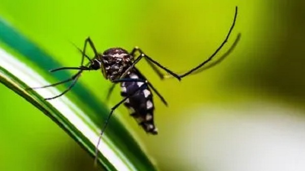Advierten que America Latina espera la peor temporada de dengue en la historia - Noticias Paraguay