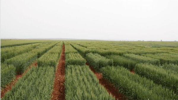 La UE aprueba normas medioambientales flexibles para sus agricultores mientras exige a los nuestros