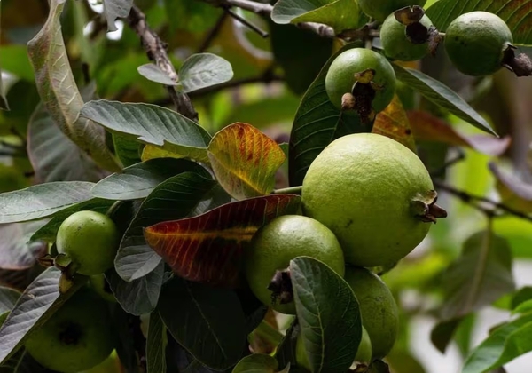 Sepa cuál es la fruta de estación que tiene más vitamina C y combate el colesterol