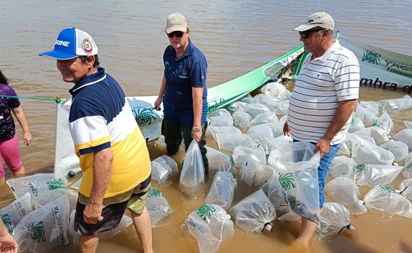 Siembran 5.000 alevines en el río Paraguay en zona de Pilar