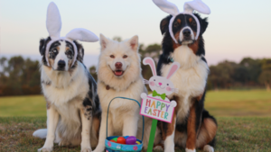 Estudio científico confirma el sorprendente poder de comprensión de los perros - Unicanal