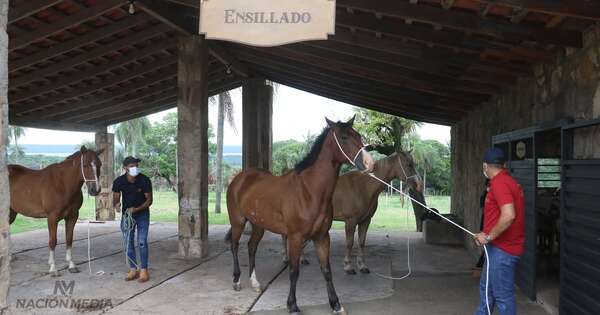La Nación / Haras La Valtellina reaviva paz combinando naturaleza y pasión