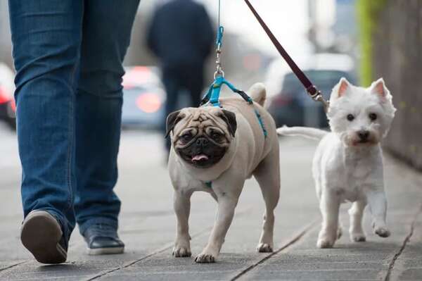 Paseos con tu perro: estos son los elementos que facilitarán la experiencia - Mascotas - ABC Color
