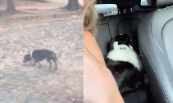 [VIDEO] Salvó a un firulais de la calle y mirá cómo reaccionó su mascota