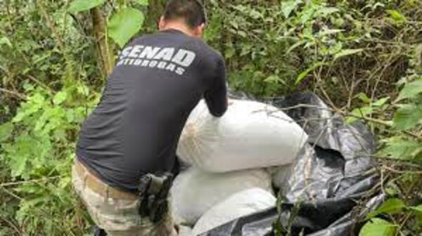 Senad decomisa más de 10 toneladas de marihuana en la Colonia San Luis