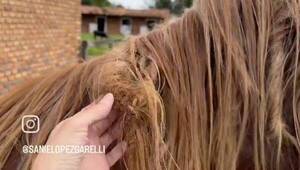 [VIDEO] Pombero trenzó el pelo al caballo de conductora