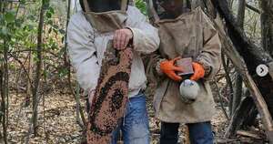 La Nación / A quién recurrir si un enjambre de abejas se instala en tu casa