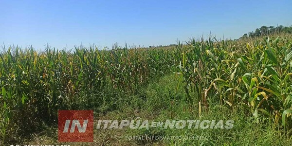 GUARDIAS FUERON VÍCTIMAS DE LADRONES EN SAN PEDRO DEL PARANÁ. - Itapúa Noticias