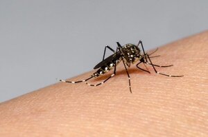 La OPS advierte sobre la "peor temporada de dengue" que puede enfrentar América en 2024