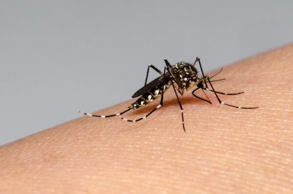 La OPS advierte sobre la "peor temporada de dengue" que puede enfrentar América en 2024