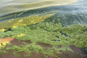 San Bernardino: lago Ypacaraí contaminado está teñido de verde - Nacionales - ABC Color