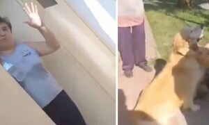 Argentina: Mujer llevó a su perro a la carnicería y preguntó si lo podían “faenar” – Prensa 5