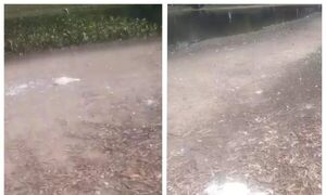 (VIDEO)¿Qué pasó con los patos de Ñu Guasú?: Aparecieron varios muertos y preocupó al rollo