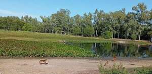 Parque Ñu Guasú: constataron que perros causaron la muerte de los patos - Nacionales - ABC Color