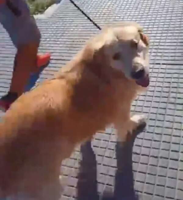 Video: rescataron en Argentina un perro que fue llevado a una carnicería para ser faenado - Mundo - ABC Color