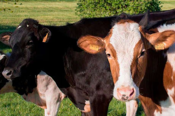 EEUU: confirman una persona con gripe aviar tras contacto con vacas lecheras infectadas - Megacadena - Diario Digital