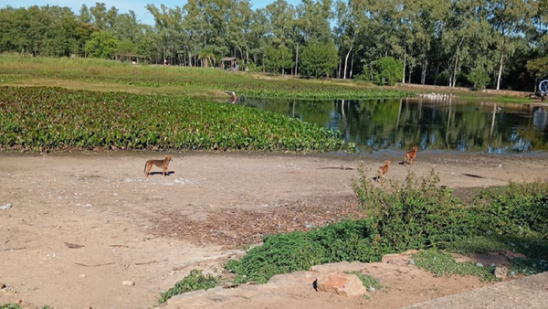 Constatan que perros causaron la muerte de varios patos en el parque Ñu Guasú