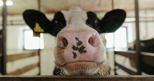 La Nación / Gripe aviar: detectan el primer caso humano transmitido por una vaca lechera