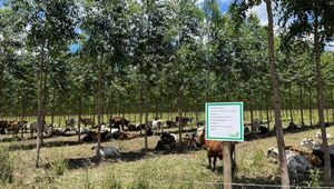 Dónde, cómo y cuánto invertir en un fondo eco forestal: una ganancia de 240 sobre cada 100 invertido