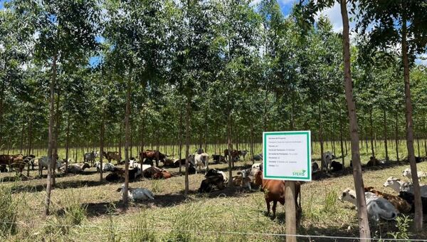 Dónde, cómo y cuánto invertir en un fondo eco forestal: una ganancia de 240 sobre cada 100 invertido