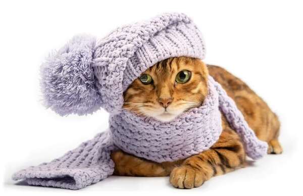 Gatos: ¿A qué temperatura pasan frío? - Mascotas - ABC Color